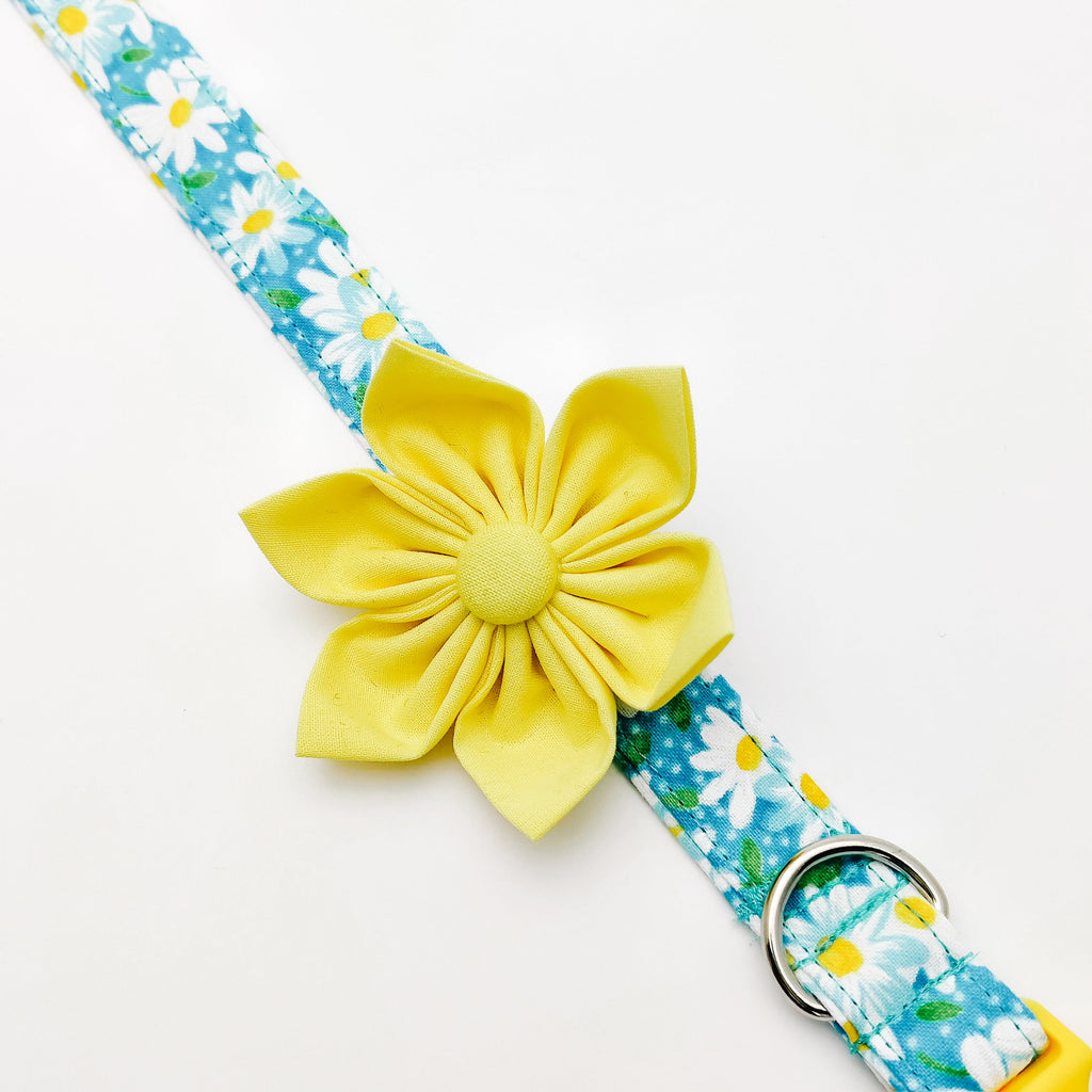 Aqua Daisy Dog Collar/ Cat Collar